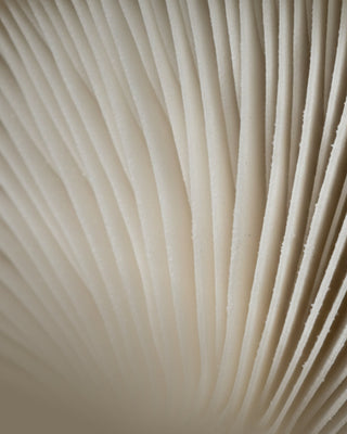Fine lines of mushroom gills in close-up — skincare for fine lines and dull skin from Mushroom Envy
