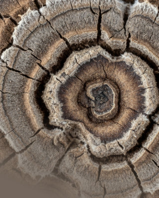Macro of a dried mushroom's ringed texture — hydrating skincare for dry, dehydrated skin from Mushroom Envy