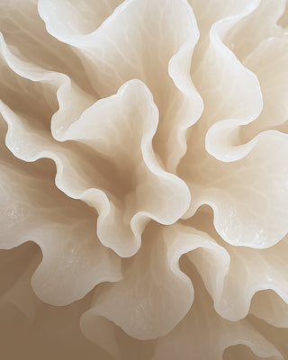 Soft ruffles of a tremella snow mushroom — fragrance-free skincare for sensitive, reactive skin from Mushroom Envy