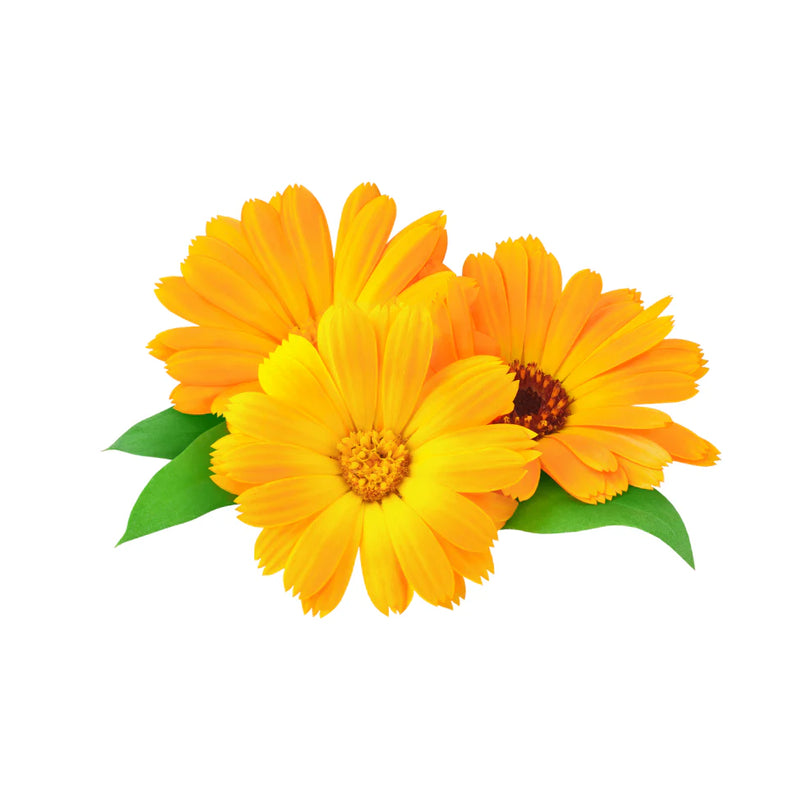 Calendula Oil